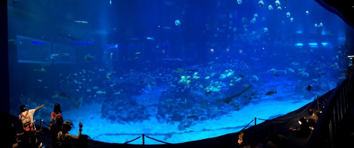 巨大水槽の迫力に圧倒された！SEA Aquarium～シーアクアリウム～ – まろの旅ろぐ